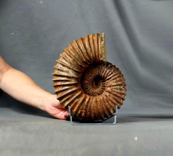 Indrukwekkende en decoratieve geribbelde ammoniet - Twee, Verzamelen, Mineralen en Fossielen