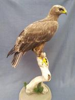 Steppe-Adelaar Taxidermie volledige montage - Aquila, Nieuw