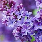 Yodeyma - Yodeyma Silk Elixer eau de parfum, Ophalen of Verzenden, Nieuw