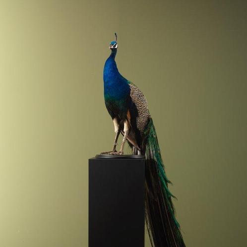 Pauw Taxidermie volledige montage - Pavo cristatus - 170 cm, Verzamelen, Dierenverzamelingen