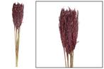 Graspluim, plume reed long 105gr - burgundy pluimgras, Ophalen of Verzenden, Nieuw