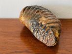 Wolharige mammoet - Fossiele kies - Mammuthus primigenius -