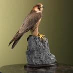 Barbarijse Valk Taxidermie Opgezette Dieren By Max, Ophalen of Verzenden, Nieuw, Vogel, Opgezet dier