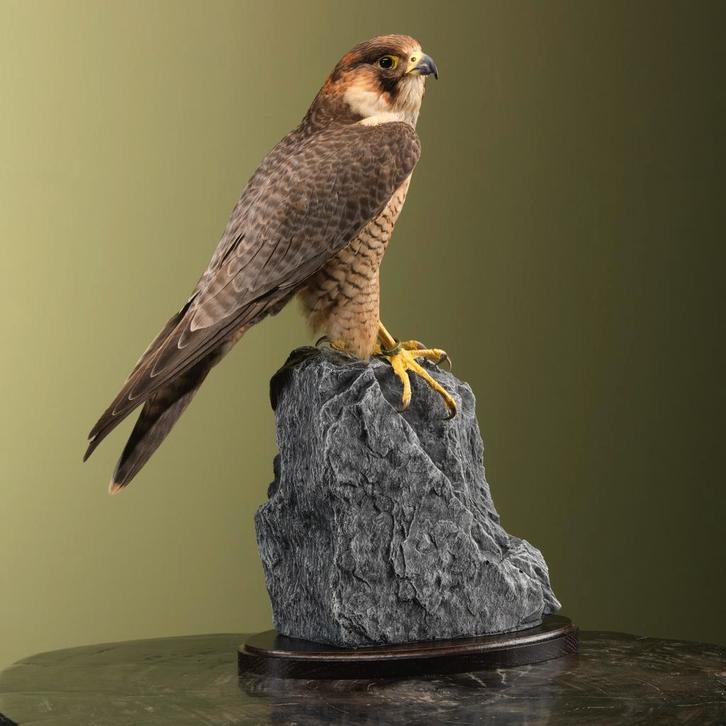 Barbarijse Valk Taxidermie Opgezette Dieren By Max, Verzamelen, Dierenverzamelingen, Opgezet dier, Nieuw, Vogel, Ophalen of Verzenden