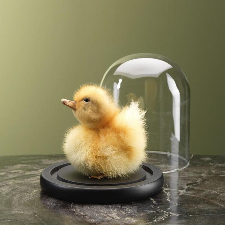 Geel Eendje in Stolp Taxidermie Opgezette Dieren By Max, Verzamelen, Dierenverzamelingen, Opgezet dier, Nieuw, Vogel, Ophalen of Verzenden