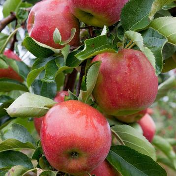 Appelboom - Malus Jonagold - Omtrek: 10-14 cm | Hoogte: 300 beschikbaar voor biedingen