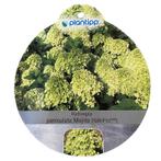 Hortensia Paniculata Mojito - Warentuin Natuurlijk, Verzenden