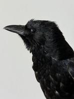 Kraai Taxidermie volledige montage - Corvus - 44 cm - 27 cm, Nieuw