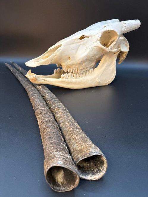 Gemsbok Schedel - Oryx gazella - skull + horns - 22 cm - 38, Verzamelen, Dierenverzamelingen