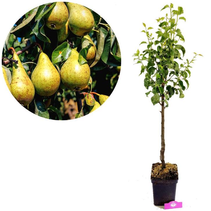 Pyrus communis Concorde + pot 23cm, Tuin en Terras, Planten | Fruitbomen, Volle zon, Verzenden