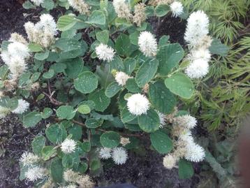 Fothergilla major , lampepoetserstruik / blue shadow