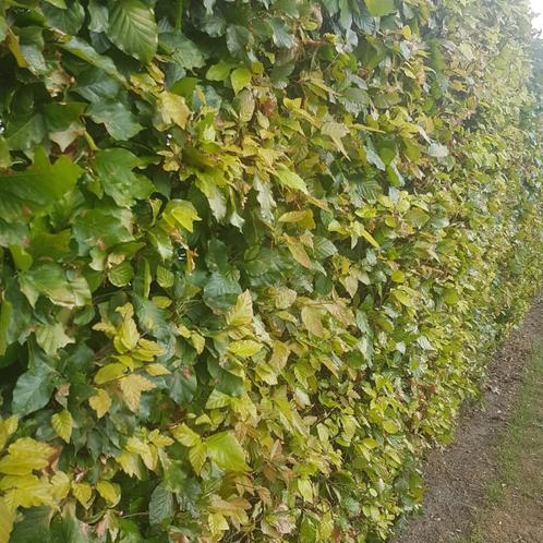 Groene beukenhaag – Fagus sylvatica - 100-125 cm, Tuin en Terras, Planten | Bomen, Ophalen of Verzenden