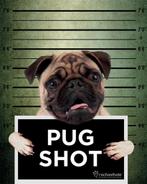 Poster Rachael Hale Pug Shot Banjo 40x50cm, Verzenden, Nieuw, A1 t/m A3