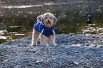 2dekans | Dutchwide - Hondenjas - Regenjas Hond - Blauw -, Dieren en Toebehoren, Ophalen of Verzenden, Zo goed als nieuw