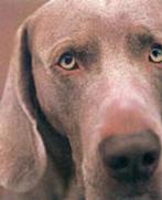 Polaroids 9780810934801 William Wegman, Verzenden, Gelezen, William Wegman
