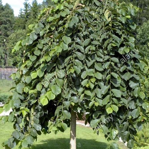 Treuriep - Ulmus glabra Camperdownii - Omtrek: 10-14 cm | Ho, Tuin en Terras, Planten | Bomen, Ophalen of Verzenden