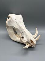 Wrattenzwijn Schedel - Phacochoerus africanus - 19 cm - 17, Verzamelen, Nieuw