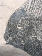 Vis - Gefossiliseerd dier - Nursallia Gutturosum - 46 cm -