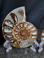 Large cut Ammonite Aioloceras sp. - Hoogte: 120 mm -
