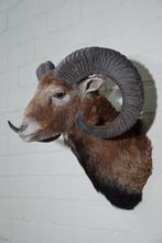 Large Mouflon head-mount Taxidermie wandmontage - Ovis a., Verzamelen, Nieuw