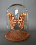 Vlinder Taxidermie volledige montage - Attacus atlas - 30 cm, Antiek en Kunst