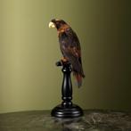 Dusky Lori Taxidermie Opgezette Dieren By Max, Ophalen of Verzenden, Nieuw, Vogel, Opgezet dier