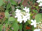 Viburnum plicatum 'Watanabe' , japanse sneeuwbal, Ophalen of Verzenden, Minder dan 100 cm