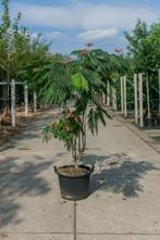 Albizia julibrissin Ombrella meerstammig 200-250