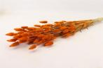 Lagurus Ovatus 100 gr in hoes Oranje Pluimgras graspluimen, Ophalen of Verzenden, Nieuw