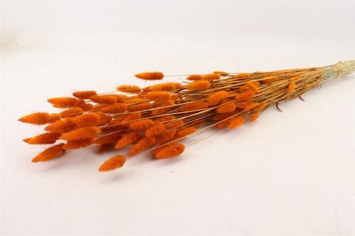 Lagurus Ovatus 100 gr in hoes Oranje Pluimgras graspluimen, Hobby en Vrije tijd, Knutselen, Nieuw, Ophalen of Verzenden