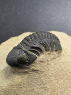 Trilobiet - Gefossiliseerd dier - Redoops cephalotes - 6 cm, Verzamelen
