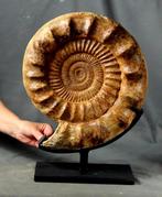 Grote ammoniet - Op een elegant, op maat gemaakt stalen, Verzamelen, Mineralen en Fossielen