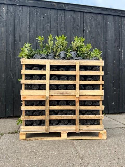 Aanbieding Partij 50 stuks Rhododendron 30-40 cm, Tuin en Terras, Planten | Struiken en Hagen, Rhododendron, Struik, Minder dan 100 cm