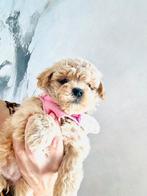 MALTIPOO pups te reserveren, maltezer x toy poedel, Parvo, Overige rassen, 8 tot 15 weken, Meerdere