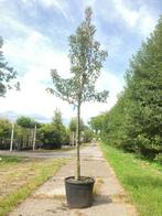 Perenboom Pyrus Doyenne du Comicé, Fruitboom, ca. 4 m h, Nieuw