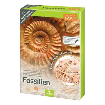 SINTERKLAAS CADEAU Uithakset met 4 échte fossielen beschikbaar voor biedingen