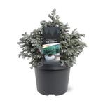 Chamaecyparis pis. Blue Planet pbr 25-30 cm Conifeer, Tuin en Terras, Verzenden