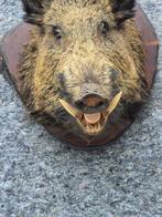 Wild zwijn Taxidermie wandmontage - Sus scrofa - très gros, Nieuw