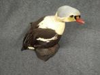 Koningsende Taxidermie volledige montage - Somateria, Verzamelen, Nieuw