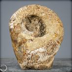 Grote versteende ammoniet in septarium-matrix met crinoïden