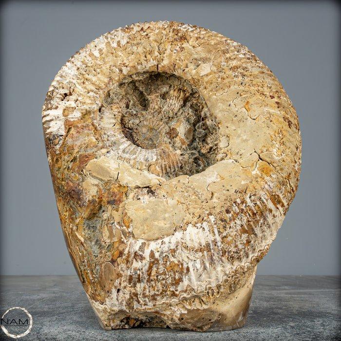 Grote versteende ammoniet in septarium-matrix met crinoïden, Verzamelen, Mineralen en Fossielen