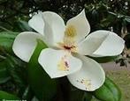 Magnolia - geurolie voor Melts en Kaarsen en Zeep 20ml, Nieuw, Ophalen of Verzenden