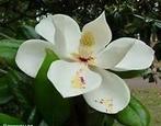 Magnolia - geurolie voor Melts en Kaarsen en Zeep 20ml, Hobby en Vrije tijd, Knutselen, Ophalen of Verzenden, Nieuw