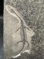 Fossiele matrix - Keichousaurus sp. - 12 cm - 8 cm (Zonder