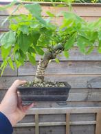 Wisteria bonsai - Hoogte (boom): 20 cm - Diepte (boom): 25
