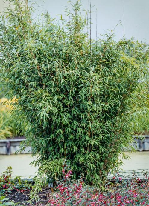 Bamboe Fargesia Nitida Haag 80-100 Kluit, Tuin en Terras, Planten | Struiken en Hagen