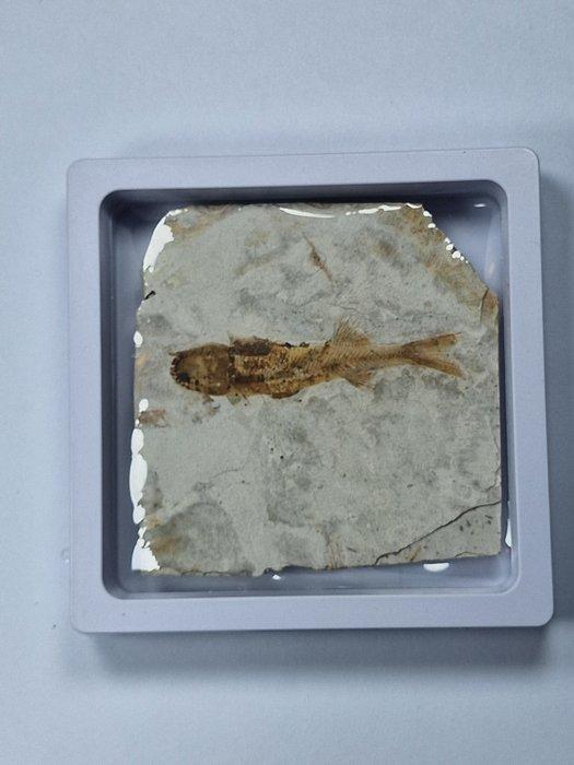 Vis - Gefossiliseerd dier - Lycoptera - 11 cm (Zonder, Verzamelen, Mineralen en Fossielen