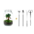 DIY terrarium - Jar - Ficus Ginseng bonsai -  28 cm - Rake, Verzenden