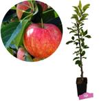 Malus domestica Gala appelboom + pot 11 cm, Verzenden, Volle zon