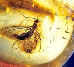 Super zeldzame scorpionfly in Baltisch amber – opvallende, Antiek en Kunst